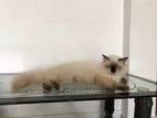 Himalayan Cat