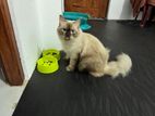 Persian cat (Himalayan)