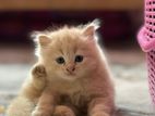 Persian Cat
