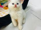 Persian cat kitten