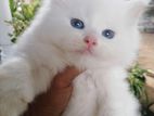 Persian Cat Kitten