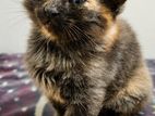 Persian Cat Kitten
