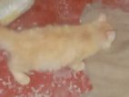 Persian Cat Kitten