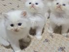 Persian Kittens