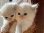 Persian Kittens