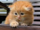 Persian Cat Kittens