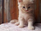 Persian Cat