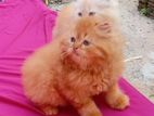 Persian Kittens