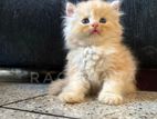 Persian Kittens