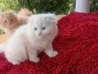 Persian Kittens