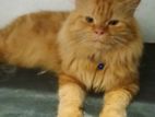 Persian Cat Long Hair