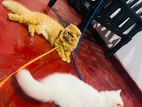 Persian Cats