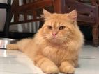 Persian Cat Male For Crossing
