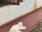 Persian Cat