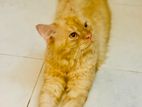 Persian Cat Male