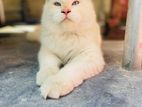 Persian Cat Male