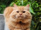 Persian Cat - Male