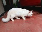 Persian Cat Male