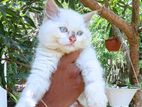 Persian cat (Male)