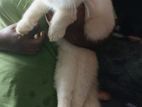 Persian Cat Male