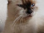 Persian Cat Mix