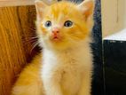 Persian Mixed Cat