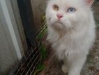 Persian Cat Odd Eye