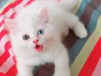 Persian Cat (odd Eyes)