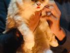 Persian Cat