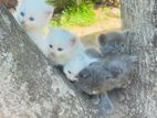 Persian Kitten