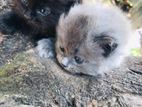 Persian Kittens