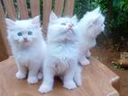 Persian Kittens