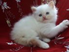 Persian Kittens