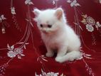 Persian Kittens