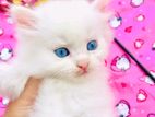 Persian kitten
