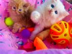 Persian Kitten