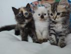 Persian Cat Pure Breed