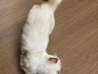 Persian cat ragdoll