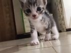 Persian Mixed Kitten