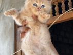 PERSIAN CAT (SIBERIAN CAT)