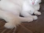 Persian Cat White