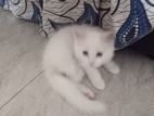 Persian Cat White