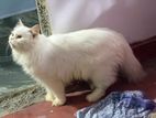 Persian Cat With Kittens