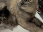 Persian cat with kittens