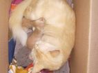 Persian Cat with Two Kittens for Kind Home