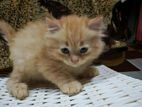 Persian Kittens