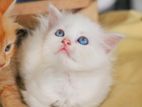 Persian Cats