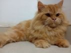 Persian Cats for Crossing