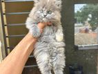 Persian Cats