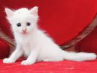 Turkish Angora Kitten